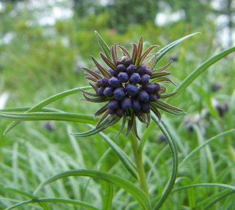 Moltkia suffruticosa